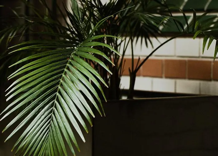 Monopol ורוצלב